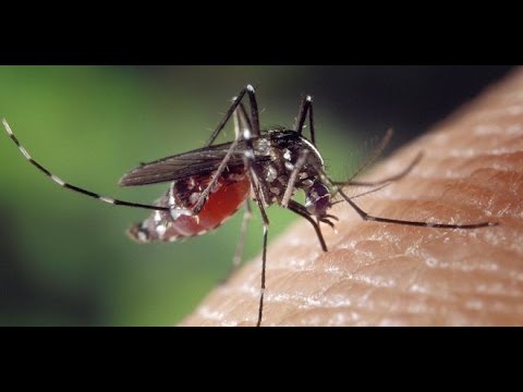 Vidéo: L'OMS A Qualifié Le Virus Zika De Menace Mondiale Pour La Planète - Vue Alternative