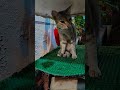 #subscribe #funny #whowillbemylifepartnerta #musicgenre #cat #lifeisbutadream please subscribe