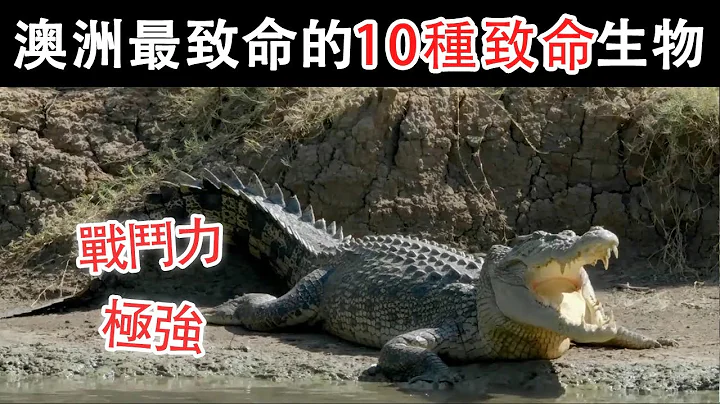 澳洲大陸最致命的10種動物，被這個生物咬上一口，必死無疑【黑土日記】 - 天天要聞