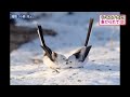 【金曜ブランチ】北海道３大かわいい動物 2020年5月1日放送