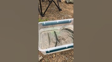 Cá mương xanh,sạch,đẹp! Câu tại sông đà #shorts