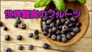 【世界最高フルーツ！】マキベリーとは？