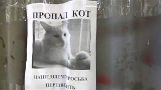 Famous Creeped out when this "Missing cat" poster turned his head as I walked by Profile