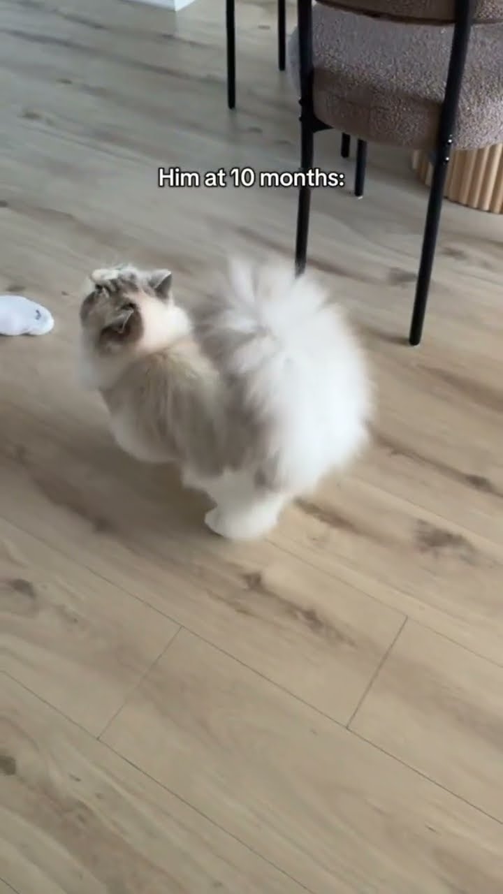 luhh Kittyo got big just like prvnci