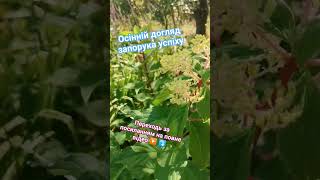 осінній догляд за широколистою гортензією autumn care for broadleaf hydrangea podzimní péče