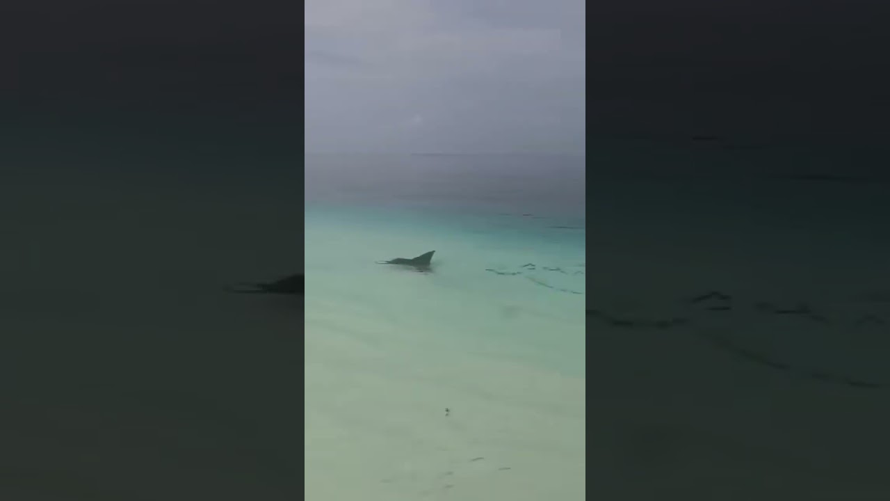 Летучая скатина