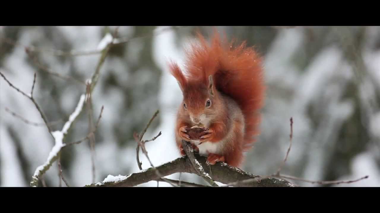 Video NaturePhoto.cz, pět roků natáčení přírody