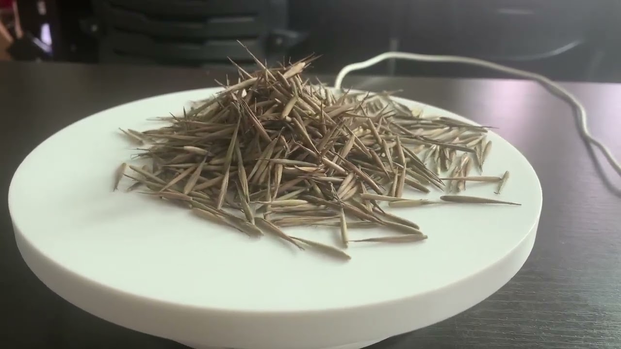 Suntoday tree bamboo seeds-vegetable flower seeds--suntoday seeds