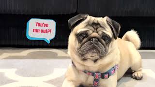 Foods for puppies to eat | Foods for Dogs | Pangpang the Pug |