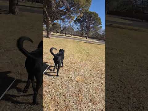 have a great day!! #puppy #cuteanimal #funny