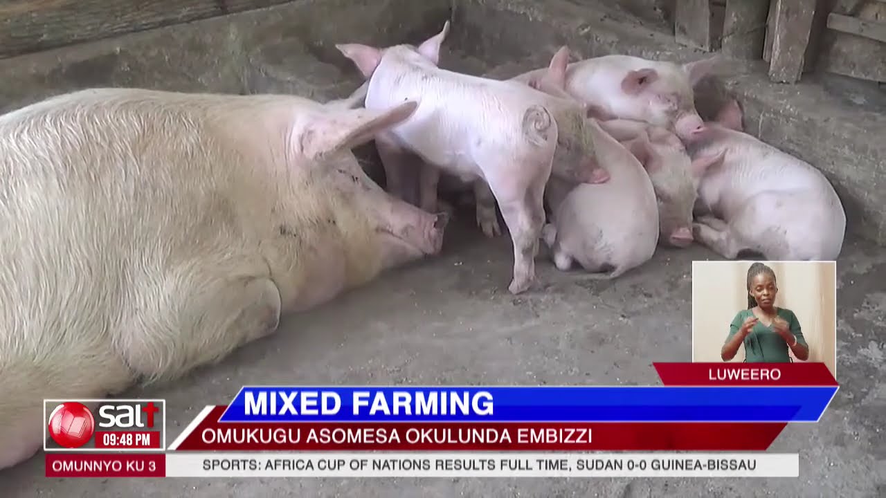MIXED FARMING - Omukugu asomesa okulunda embizzi