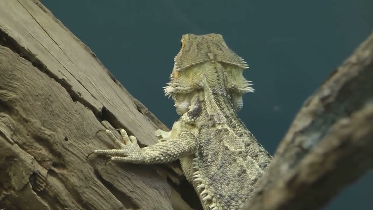 Top 5 Reptile Pets for Beginners!