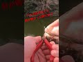 バスの目の近くに針が刺さった時の「優しい 」対処法(初心者の人は気をつけてあげて下さい)#バス釣り