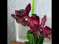 #ОРХИДЕИ 🌸Самая необычная в моей коллекции🍀Первое домашнее цветение🌸 #сорт Черный лебедь🍀 #цветы