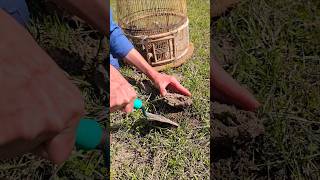 High Protein Diet for Partridge Chicks 🐜 | #partridges #termites #birdslover