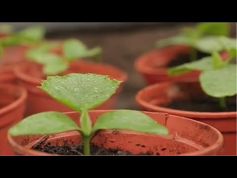 Фунгіцид Квадріс 250 SC к.с. 6 мл, Syngenta, видео 2