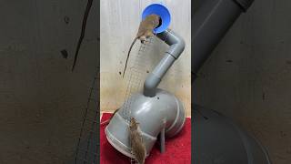 Best home mouse trap/rat trap