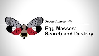 SLF States: 3-3 Egg Masses - Search and Destroy