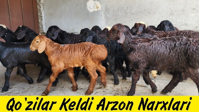 Qiz jinsiy olatni videoni tekshirmoqda Voyaga yetgan xolaning kokraklari