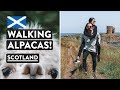 Scotland's Stunning Coast and Baby Alpacas! | Elie Beach & Lighthouse | Fife Scotland