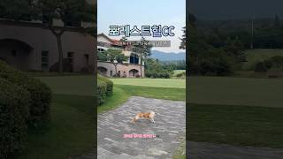 #포레스트힐cc #야간 #라운딩 #야간라운딩 #foresthill #포천 #골프장