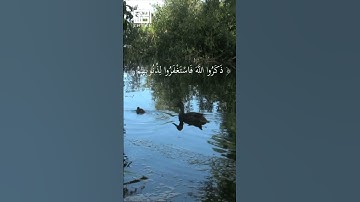 الآية 135 من سورة آل عمران بصوت جميل  #ماهرالمعيقلي