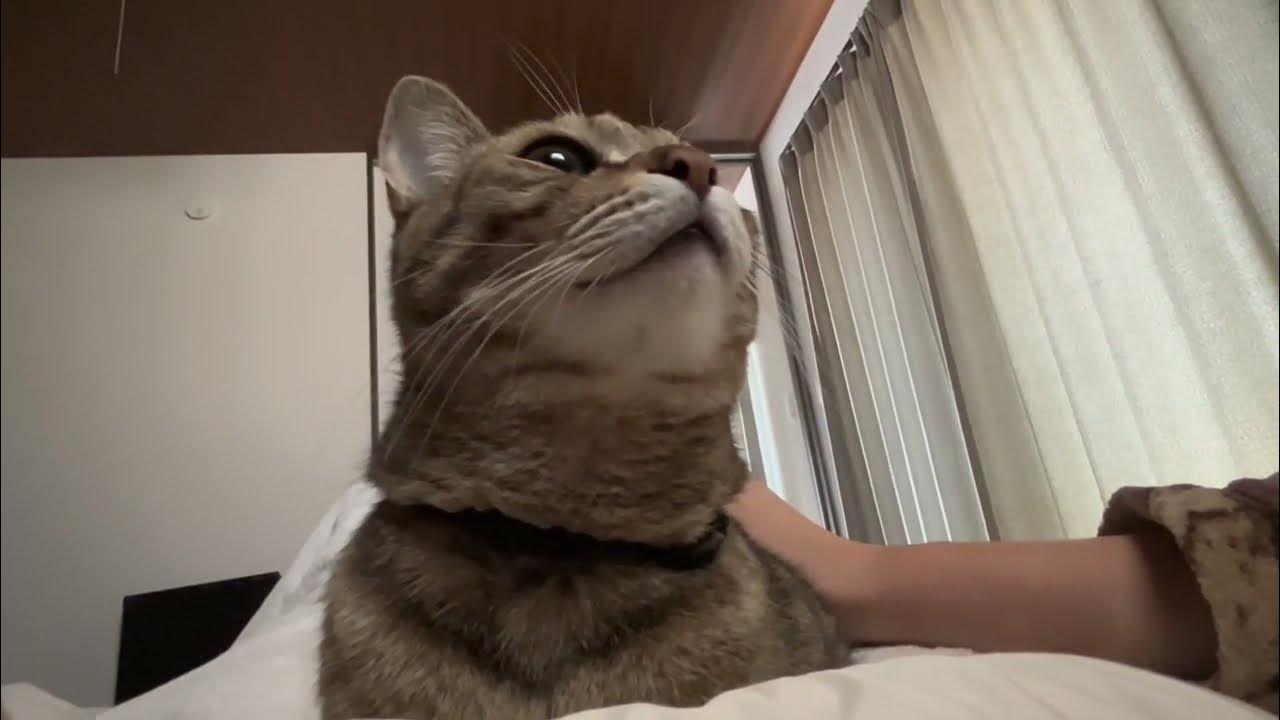 起床後 飼い主の腹の上に居座るにゃんこ Youtube