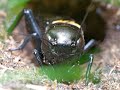 Пение сверчка Gryllus campestris