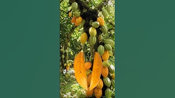 amazing cocoa fruit tree.#short#video #shortvideo#yummy#trending#viral