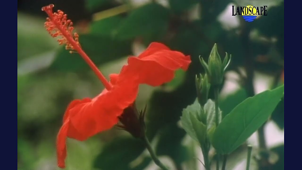 Art of Landscape - 11