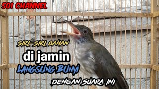 Suara pancingan buat burung bayeman bahan,,, agar cepat bunyi