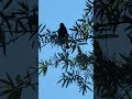Red-winged Blackbird towers above #birds #birdsounds #birdwatching