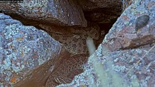 Colorado RattleCam Livestream