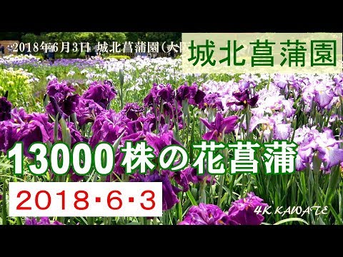 城北菖蒲園の花菖蒲 2018 大阪 [4K]