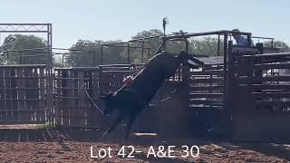 2022 BS Cattle Company Bang for your Buck Yearling Bull Sale