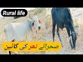 cow catle farm l white cow rohi l beautiful whit cow l cattle cow farm l black cow