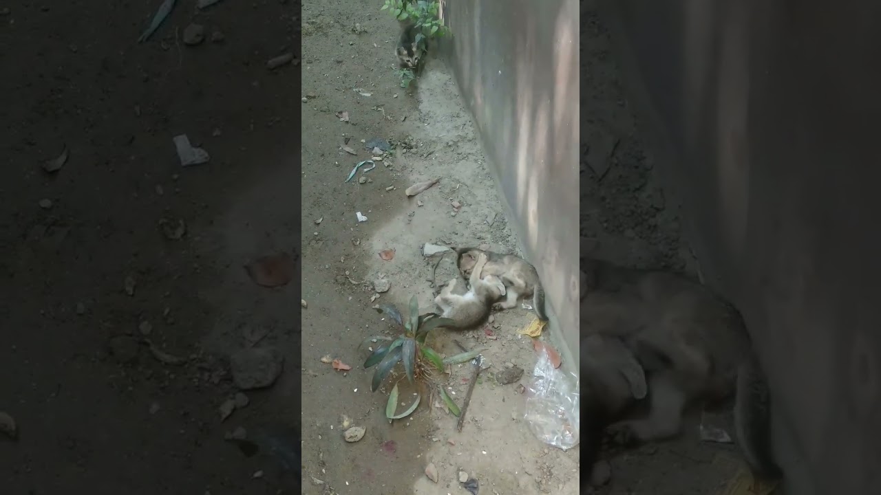 kittens 😁..... different type video....
