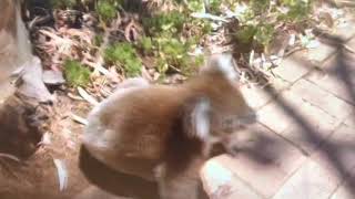 Koala fight| koala gets kicked out of the tree| crying badly