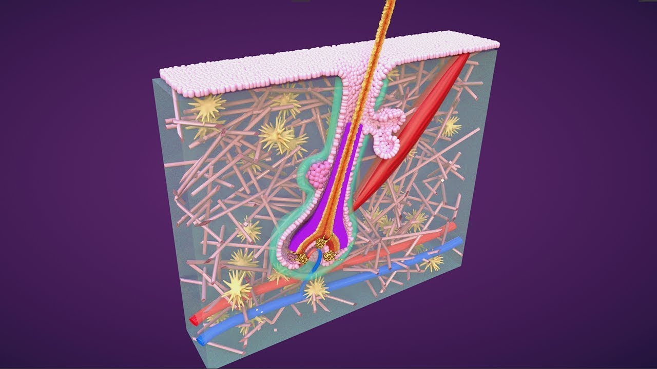 Free Premium 3D Skin Embryology Course Promo - YouTube