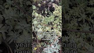 White Sage Is In Danger What You Can Do To Protect White Sage