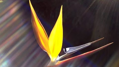 A Hummingbird HangouT wiTh Luis ☀️🌺🐝⛲️🕊️🌴