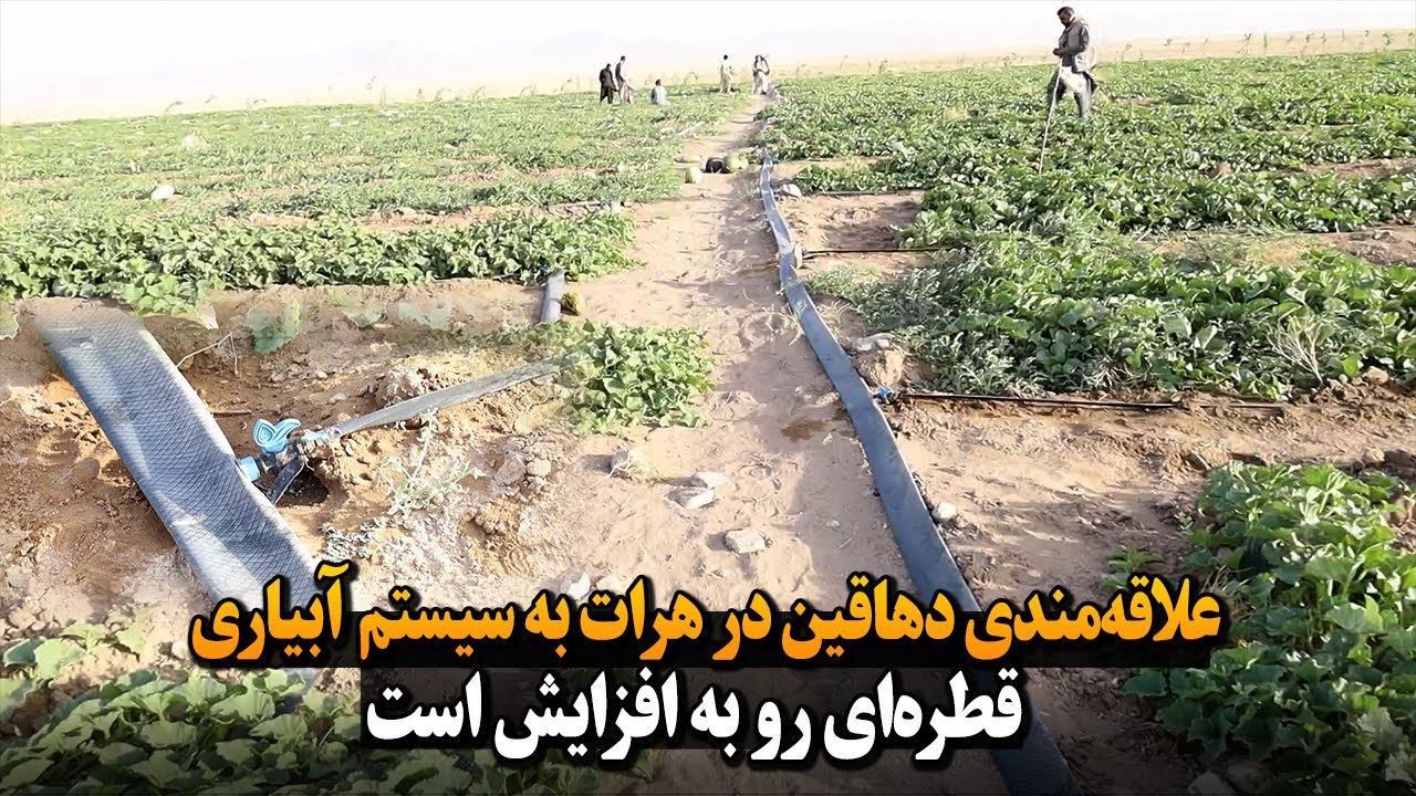 علاقه‌مندی دهاقین در هرات به سیستم آبیاری قطره‌ای رو به افزایش است