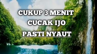 Terapi Air Cucak Ijo Macet Bunyi dan Stress Cocok Untuk Masteran Juga.