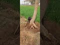 Tree cutting