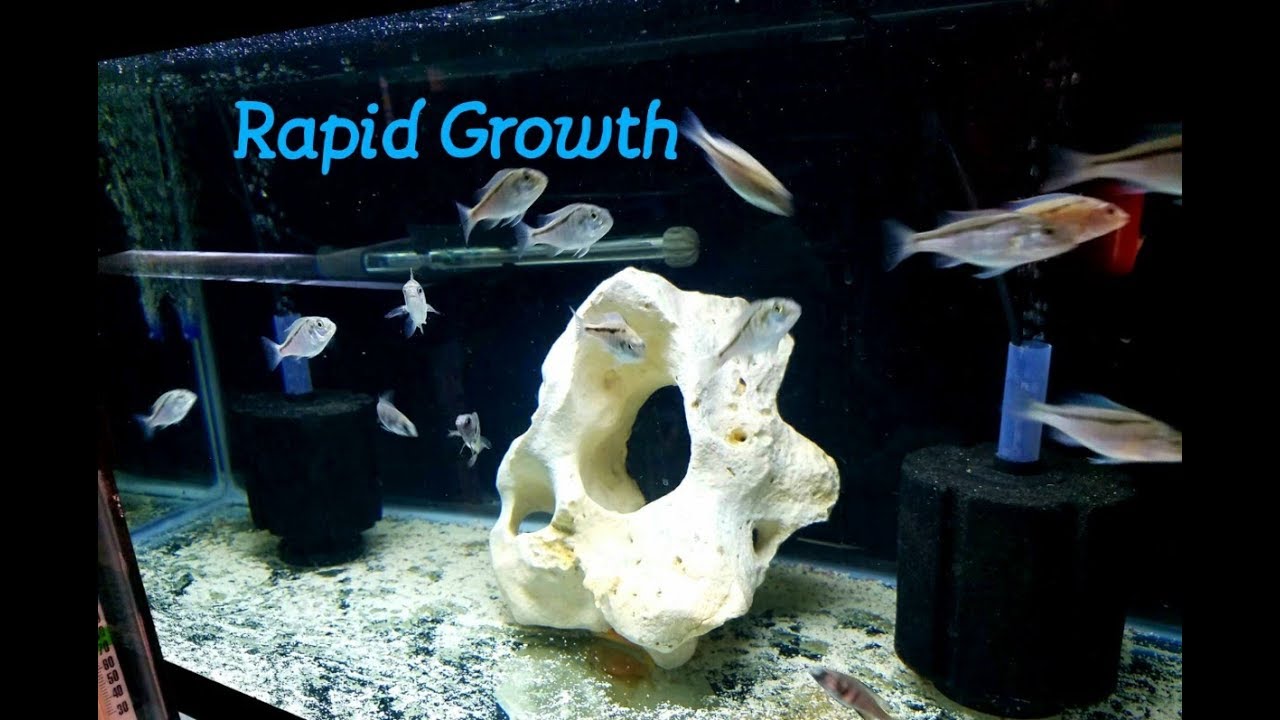 baby fish are called Baby Predatory Fish Growing Fast and Getting a Shrimp Dinner