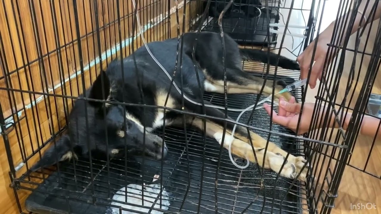 local cat got sick and medicine treatment