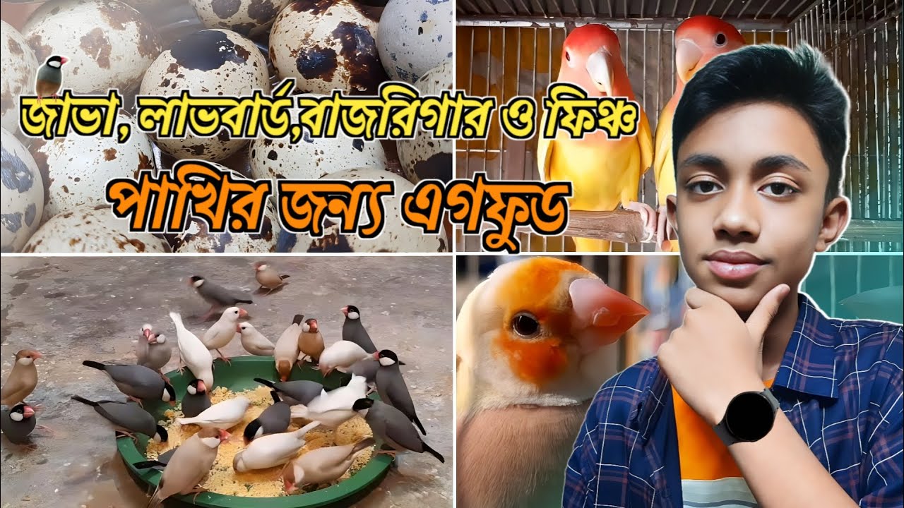 কোয়েল পাখির ডিম দিয়ে পাখির জন্য এগফুড তৈরি Prepared egg food for
