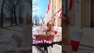 🇵🇱 #poland #gdynia #pomeranian #love #dogsofinstagram #dog #doglife