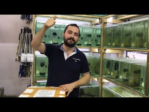 Video: Balık Nakli Nasıl