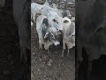 gado de corte na feira de gado de tabira pe